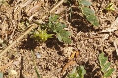 Tribulus terrestris_Merce Vallicrosa CC BY-NC