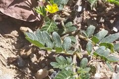 Tribulus terrestris_Merce Vallicrosa CC BY-NC