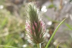 Trifolium angustifolium_Anna Manich