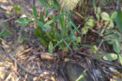 Trifolium angustifolium_Merce Vallicrosa CC BY-NC