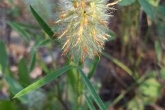 Trifolium angustifolium_Merce Vallicrosa CC BY-NC