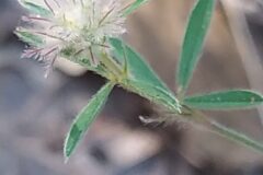 Trifolium arvense_Merce Vallicrosa CC BY-NC