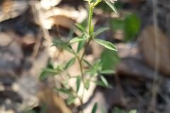 Trifolium arvense_Merce Vallicrosa CC BY-NC