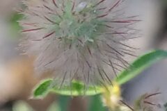 Trifolium arvense_Merce Vallicrosa CC BY-NC