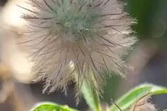 Trifolium arvense_Merce Vallicrosa CC BY-NC