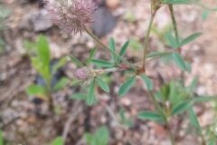 Trifolium arvense_Merce Vallicrosa CC BY-NC