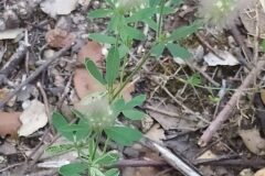 Trifolium arvense_Merce Vallicrosa CC BY-NC