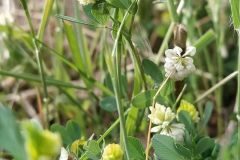 Trifolium campestre_Anna Manich