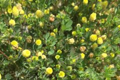 Trifolium campestre_Joanjo Garcia CC BY-NC