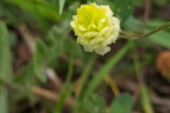 Trifolium campestre_Merce Vallicrosa CC BY-NC