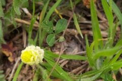 Trifolium campestre_Merce Vallicrosa CC BY-NC