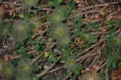 Trifolium cherleri_Joanjo Garcia CC BY-NC