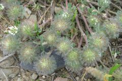 Trifolium cherleri_Jordi Puyuelo