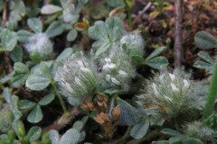 Trifolium cherleri_Margarida Vila CC BY-NC