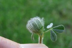 Trifolium cherleri_Margarida Vila CC BY-NC