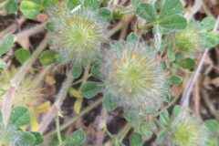 Trifolium cherleri_Merce Vallicrosa CC BY-NC