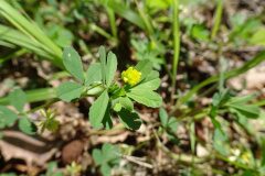 Trifolium dubium_Josep Llovera CC BY-NC