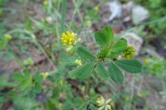 Trifolium dubium_Josep Llovera CC BY-NC