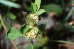 Trifolium glomeratum_Joanjo Garcia CC BY-NC