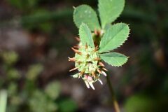 Trifolium glomeratum_Joanjo Garcia CC BY-NC