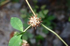 Trifolium glomeratum_Joanjo Garcia CC BY-NC