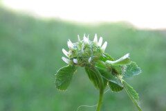 Trifolium glomeratum_Margarida Vila CC BY-NC