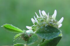 Trifolium glomeratum_Margarida Vila CC BY-NC