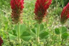 Trifolium incarnatum incarnatum_Jordi Puyuelo