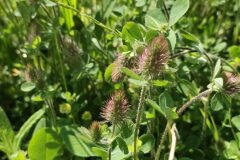 Trifolium ligusticum_Pep Alboquers CC BY-NC SA