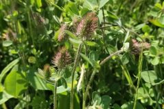 Trifolium ligusticum_Pep Alboquers CC BY-NC SA