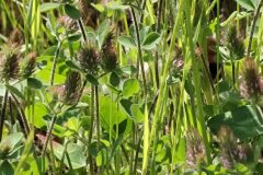 Trifolium ligusticum_Pep Alboquers CC BY-NC SA