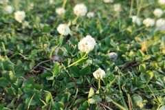 Trifolium nigrescens nigrescens_Jordi Bassi