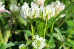 Trifolium nigrescens nigrescens_Jordi Bassols CC BY-NC SA