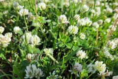 Trifolium nigrescens nigrescens_Jordi Bassols CC BY-NC SA