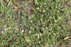 Trifolium nigrescens nigrescens_Josep Lluis Berdonces CC BY-NC