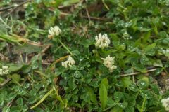 Trifolium nigrescens nigrescens_Katarzyna Zarnowiec CC BY-SA