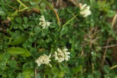 Trifolium nigrescens nigrescens_Katarzyna Zarnowiec CC BY-SA