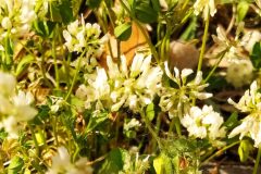 Trifolium nigrescens nigrescens_Merce Vallicrosa CC BY-NC