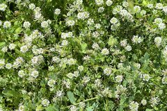 Trifolium nigrescens nigrescens_Sonia Pallares