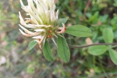 Trifolium ochroleucon_Merce Vallicrosa CC BY-NC