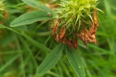 Trifolium ochroleucon_Merce Vallicrosa CC BY-NC