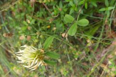 Trifolium ochroleucon_Merce Vallicrosa CC BY-NC