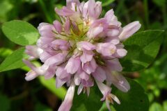 Trifolium pratense pratense_Anna Llandrich