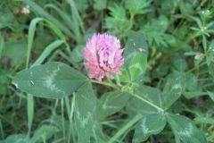Trifolium pratense pratense_Jordi Puyuelo