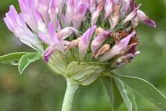 Trifolium pratense pratense_Josep Lluis Berdonces CC BY-NC