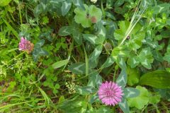 Trifolium pratense pratense_Merce Vallicrosa CC BY-NC