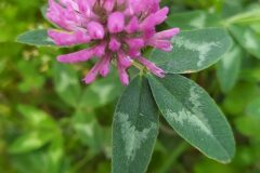 Trifolium pratense pratense_Merce Vallicrosa CC BY-NC