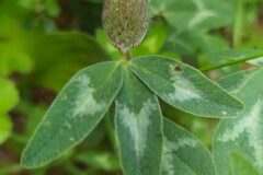 Trifolium pratense pratense_Merce Vallicrosa CC BY-NC