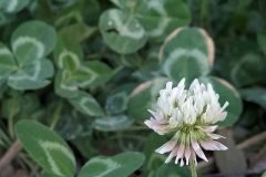 Trifolium repens_Anna Manich