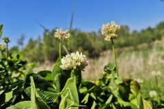 Trifolium repens_Katarzyna Myszak